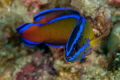   Dutoiti Dottyback Pseudochromis One benefits using 100mm macro lens instead shorter 60mm take shots more skittish species too. too  